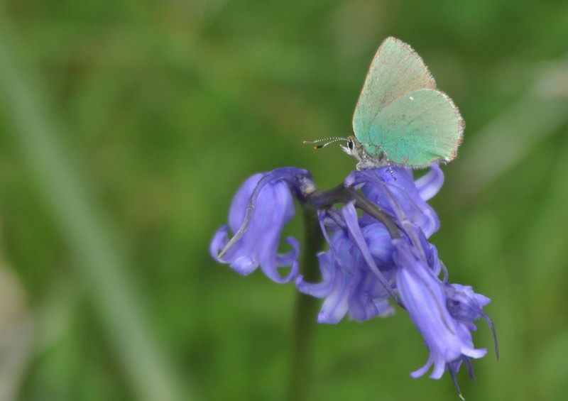 [greenhairstreak9]