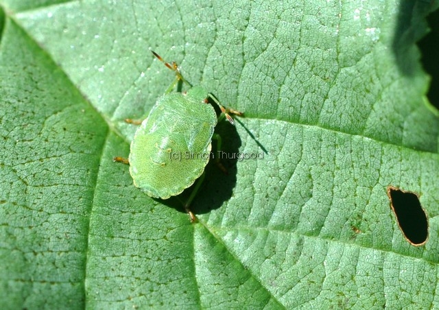 [greenshieldbug2]