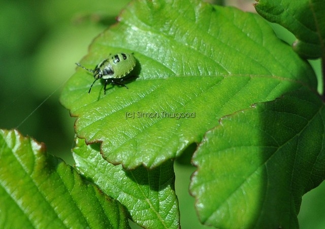 [greenshieldbug3]