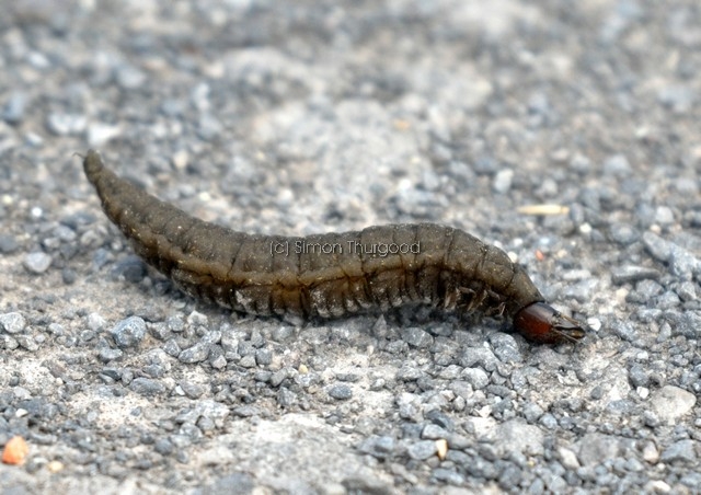 [groundbeetlelarvae2]