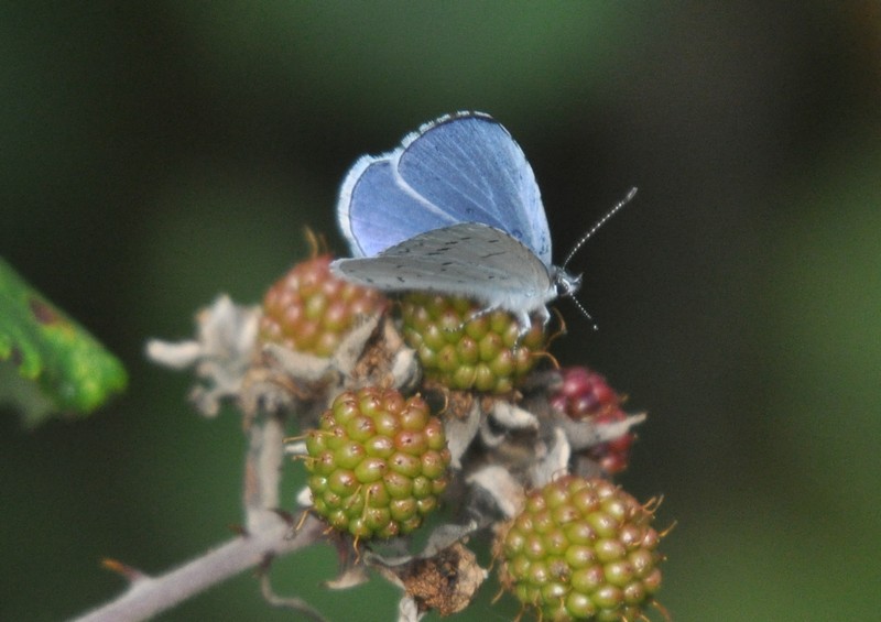 [hollyblue11]