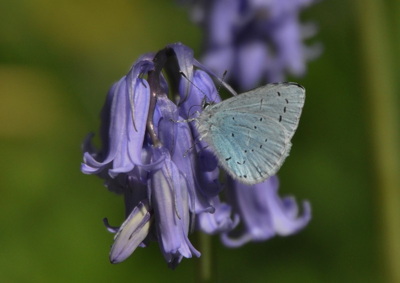 [hollyblue12]