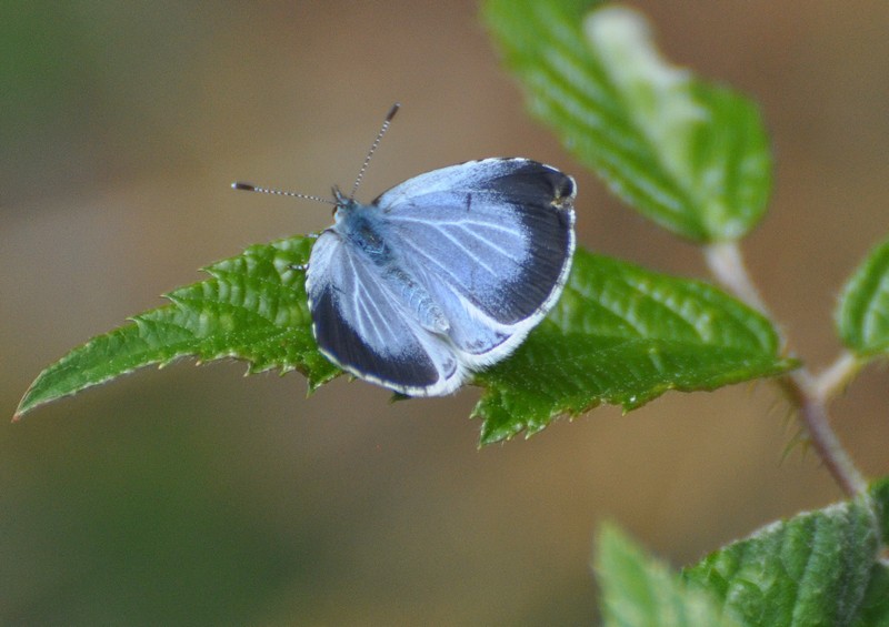 [hollyblue6]
