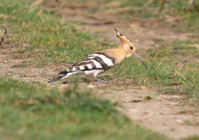 [hoopoe1]