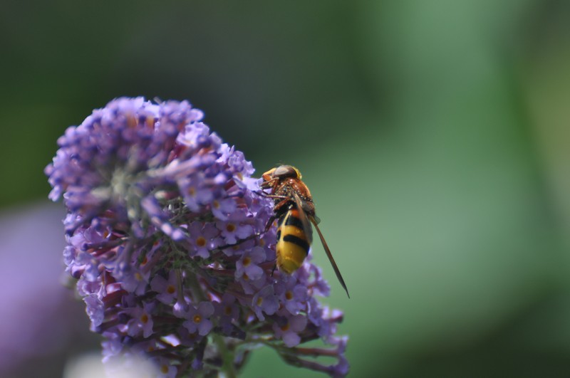 [hornetmimichoverfly1]