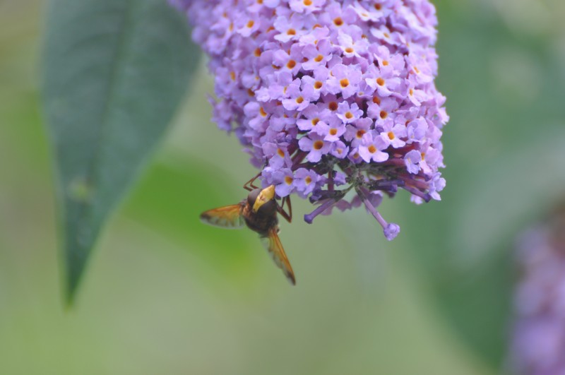 [hornetmimichoverfly2]