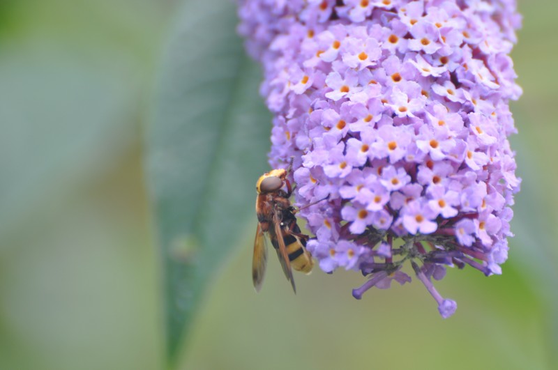 [hornetmimichoverfly3]