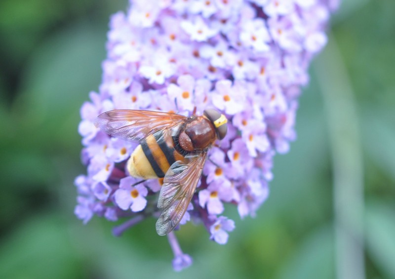 [hornetmimichoverfly4]