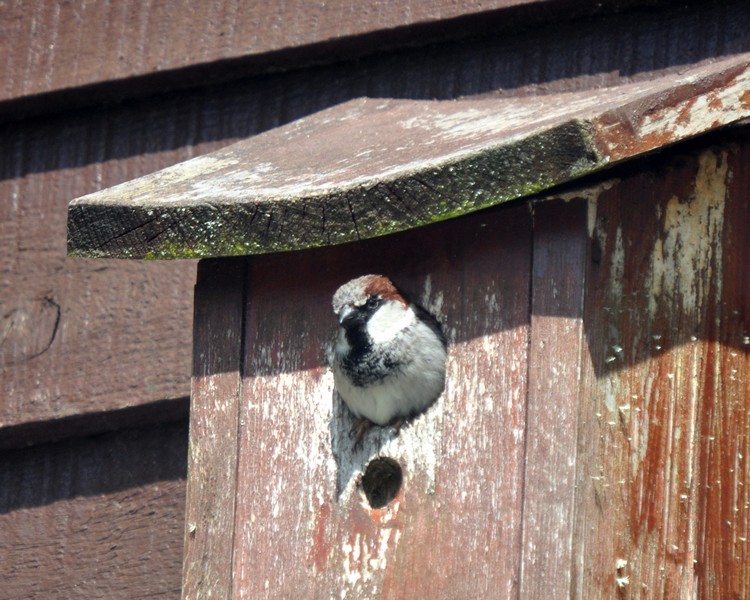 [housesparrow8]