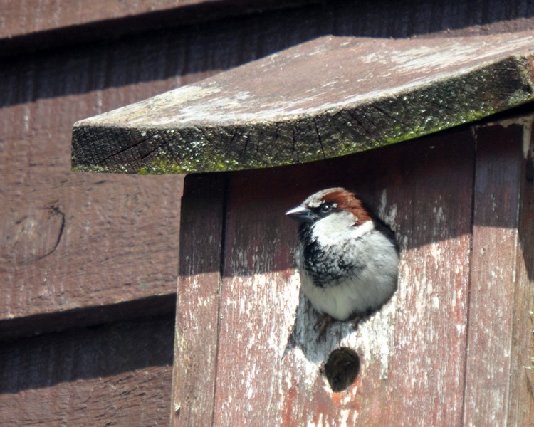 [housesparrow9]