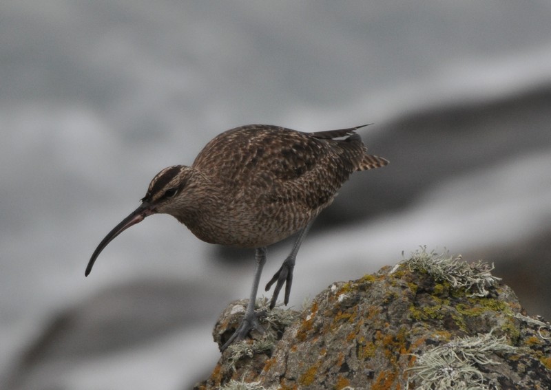 [hudsonianwhimbrel1]