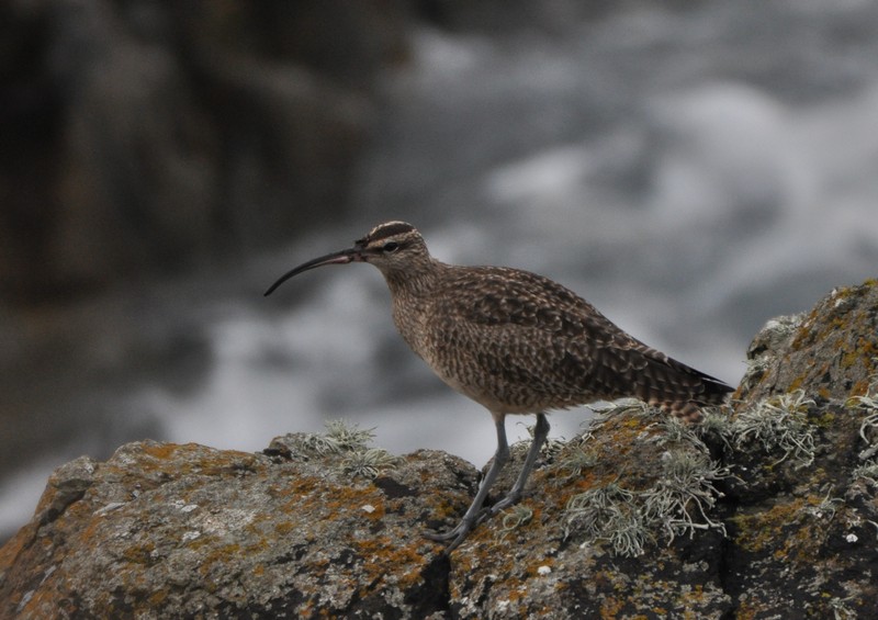 [hudsonianwhimbrel3]