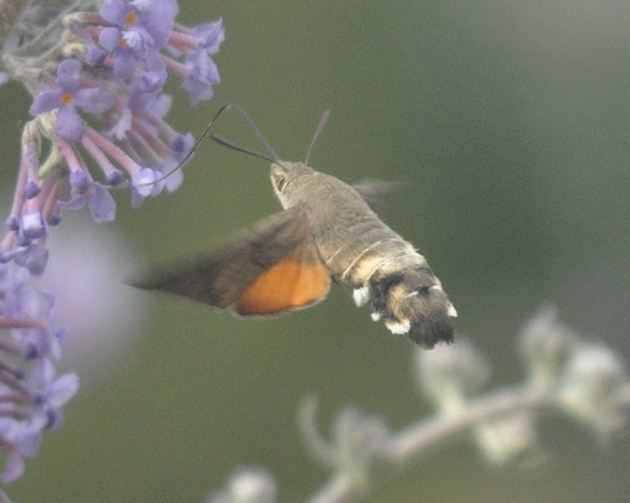 [hummingbirdhawkmoth1]