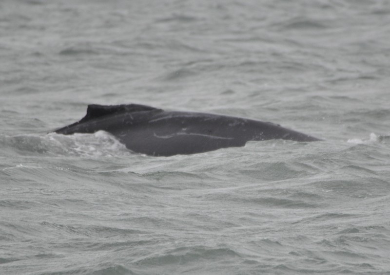 [humpbackwhale1]