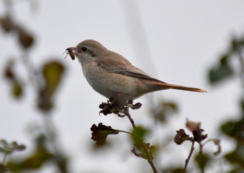 [isabellineshrike1]