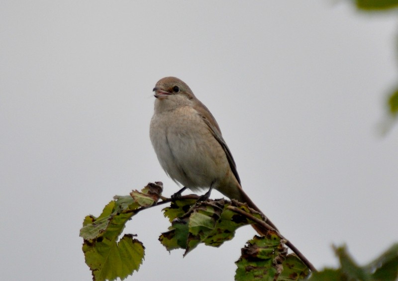 [isabellineshrike6]