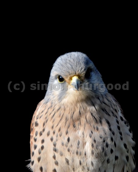 [kestrel12]