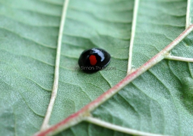 [kidneyspotladybird1]
