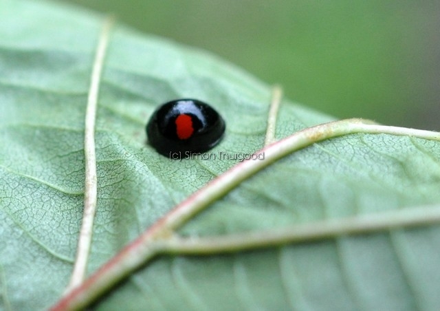 [kidneyspotladybird2]