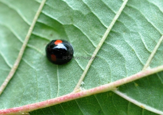 [kidneyspotladybird3]