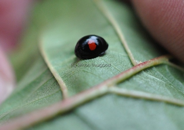 [kidneyspotladybird5]