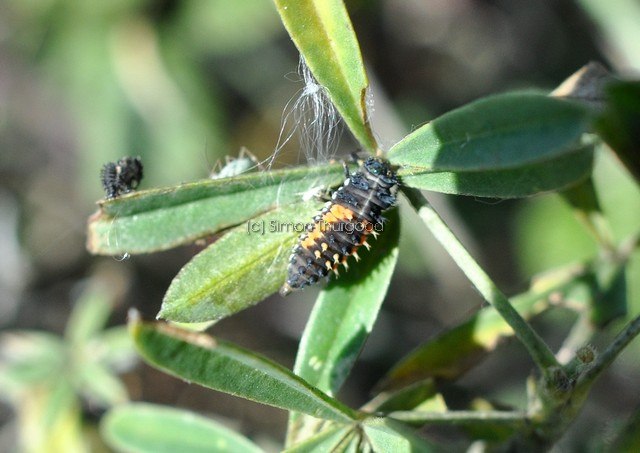 [ladybirdlarvae1]