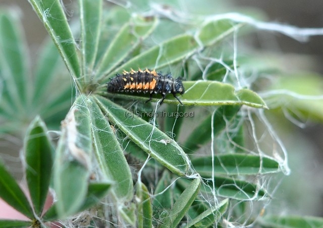 [ladybirdlarvae2]