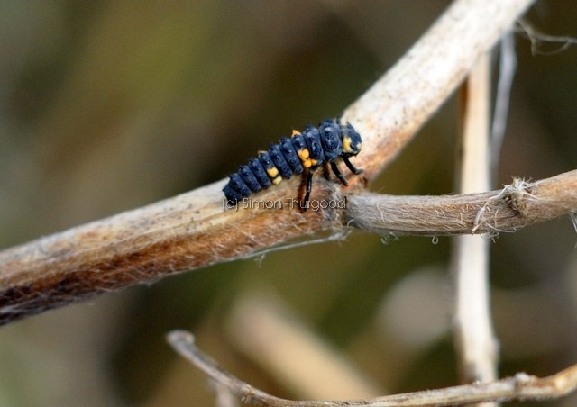 [ladybirdlarvae3]