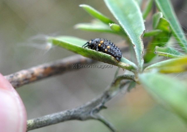 [ladybirdlarvae6]