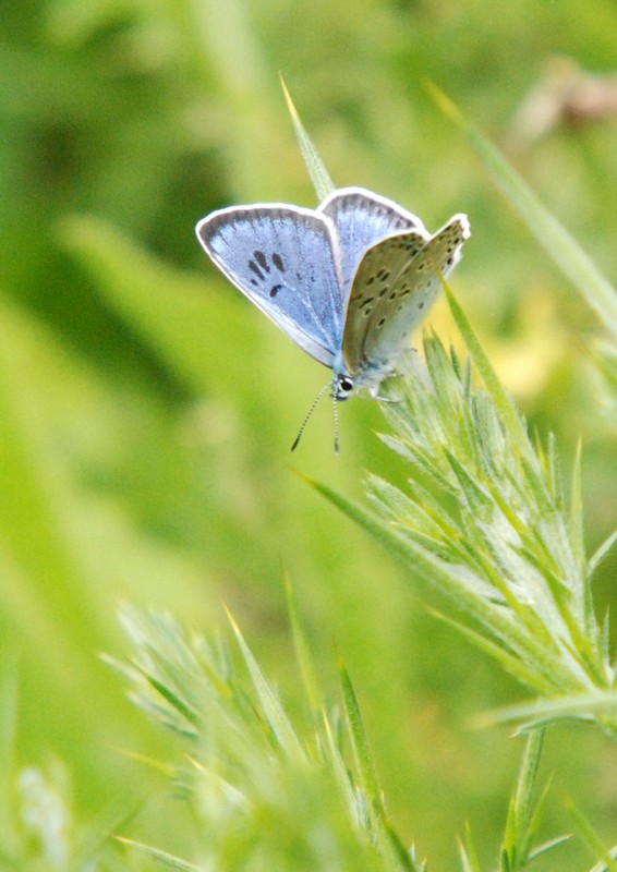 [largeblue1]