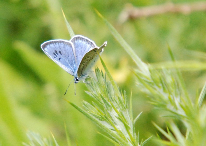 [largeblue2]