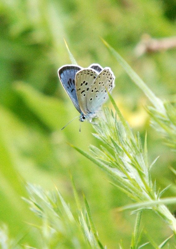 [largeblue3]