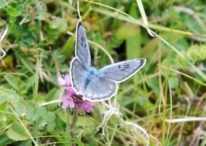 [largeblue6]