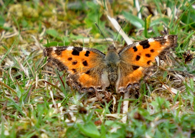 [largetortoiseshell1]