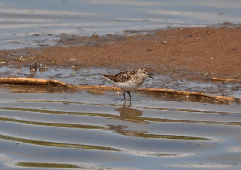 [leastsandpiper1]