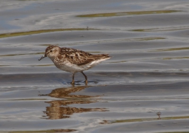 [leastsandpiper4]