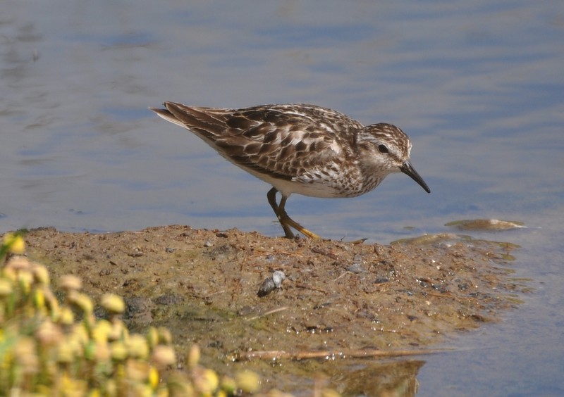 [leastsandpiper7]
