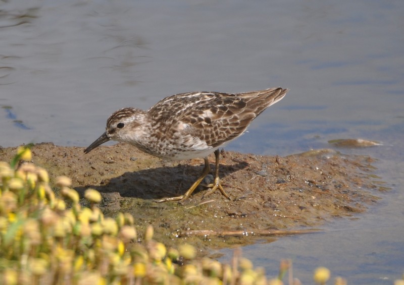 [leastsandpiper8]