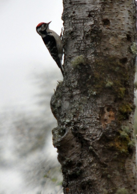 [lesserspottedwood2]