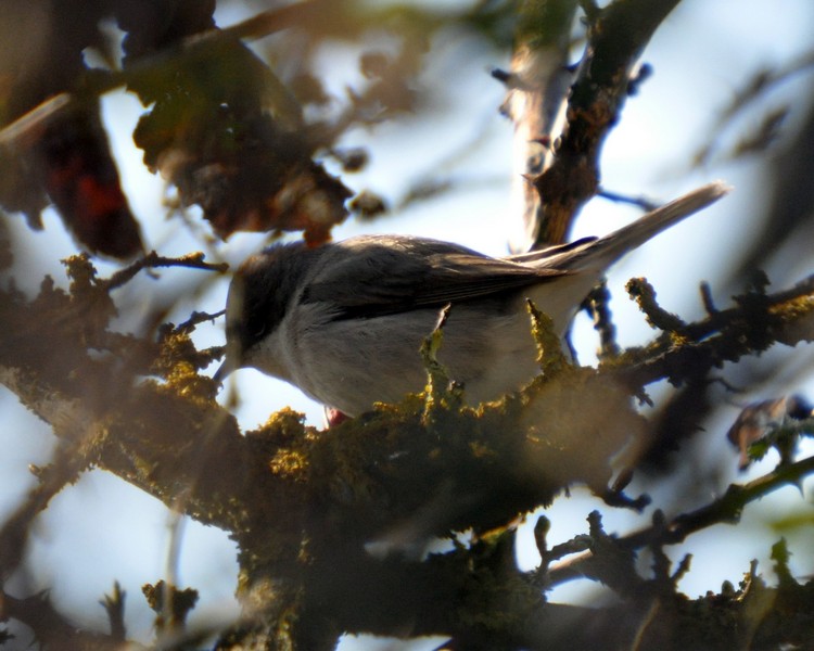 [lesserwhitethroat1]