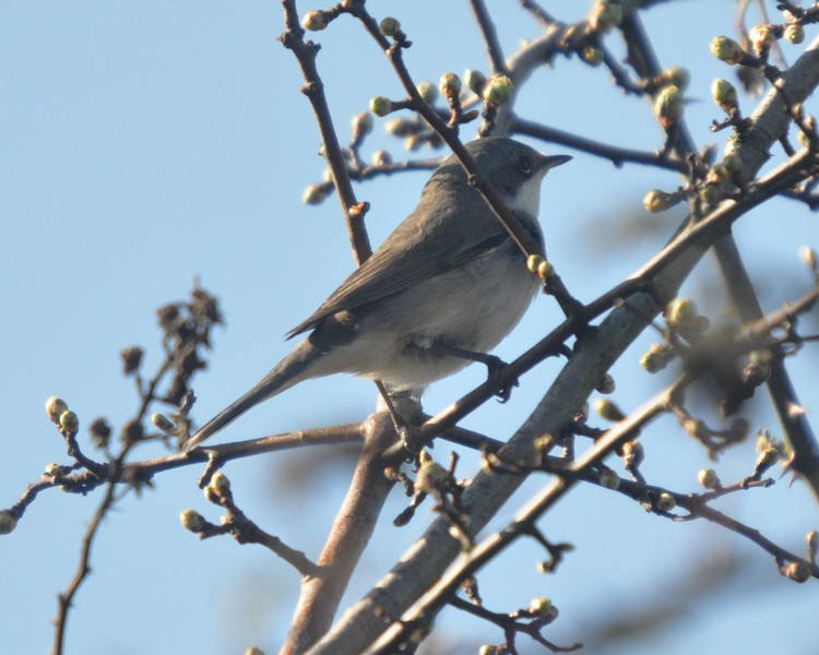 [lesserwhitethroat2]