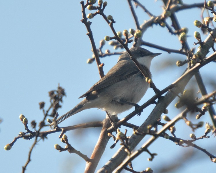 [lesserwhitethroat3]