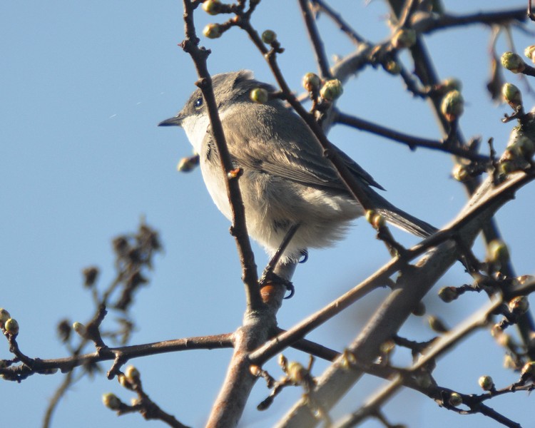 [lesserwhitethroat4]