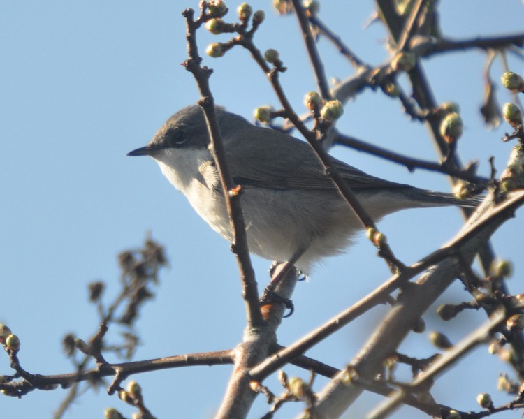 [lesserwhitethroat6]