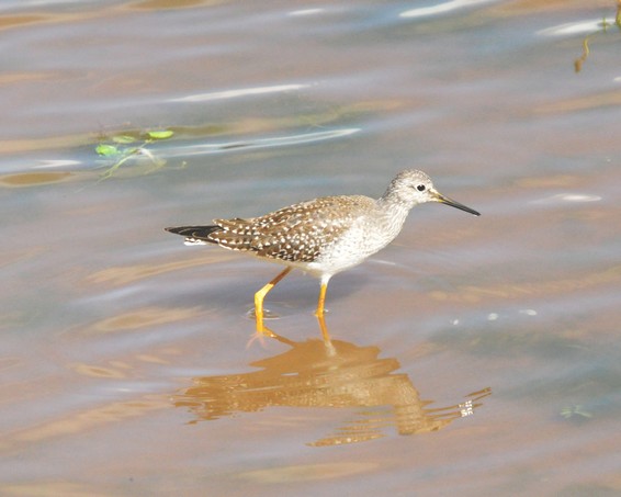 [lesseryellowlegs1]