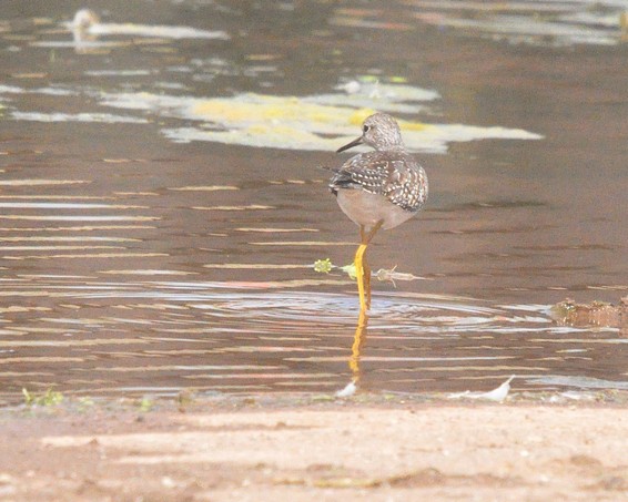 [lesseryellowlegs7]