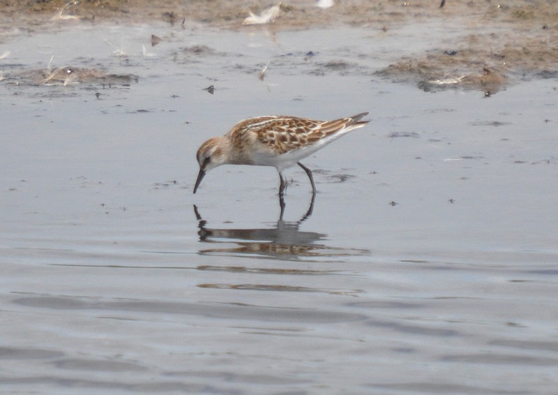 [littlestint4]