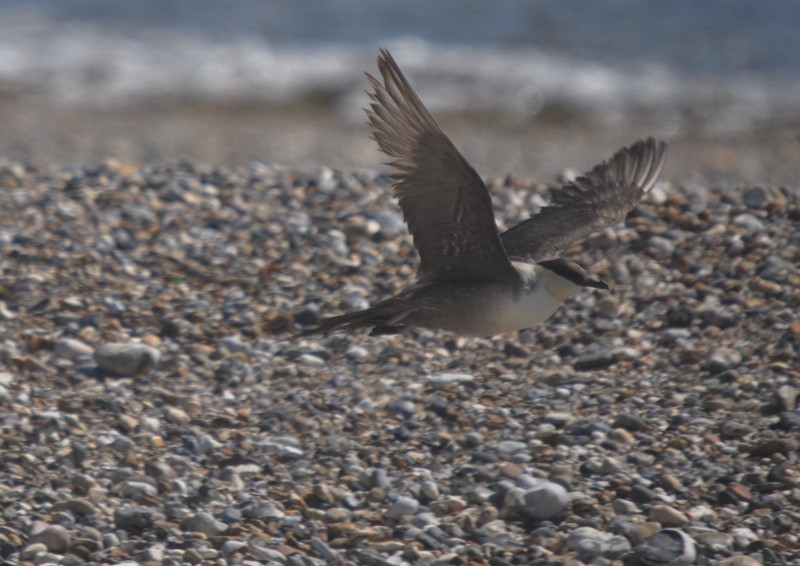 [longtailedskua1]