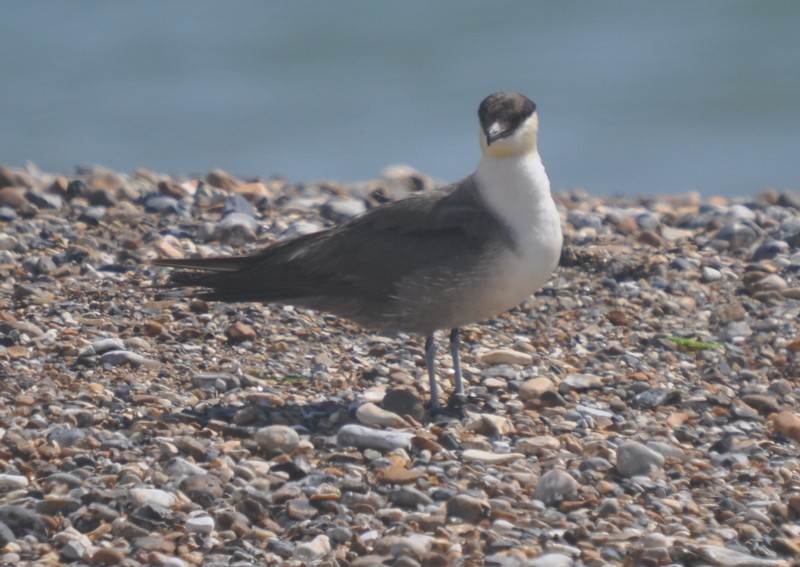 [longtailedskua6]