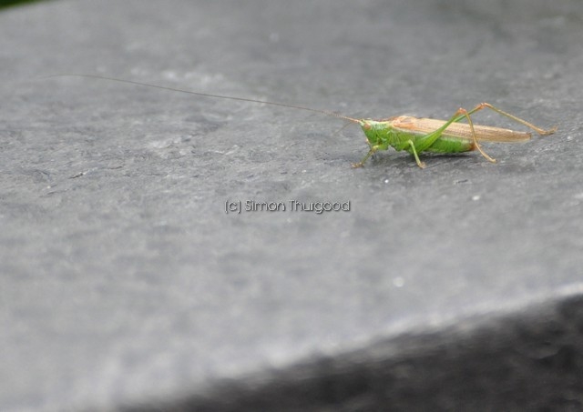 [longwingedconehead1]